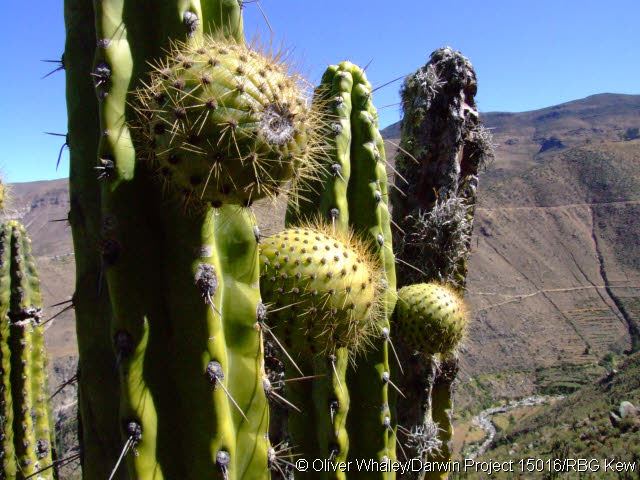 corryocactus brevistylus