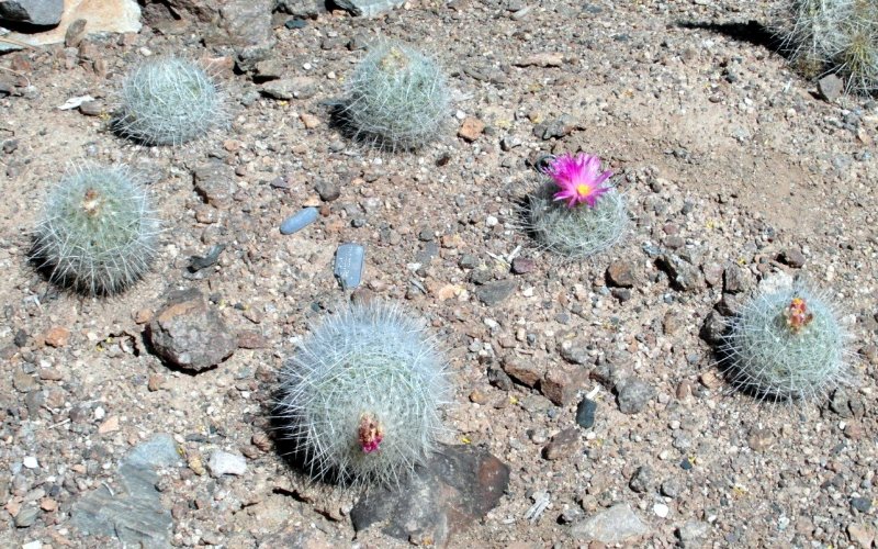 Thelocactus macdowellii 8.JPG