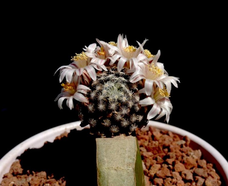 Mammillaria sanchez.jpg