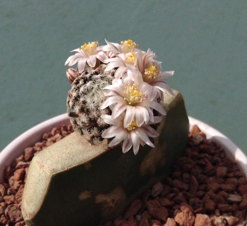 Mammillaria sanchez 2.jpg