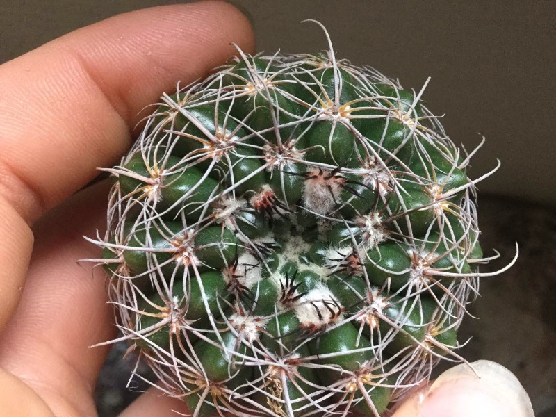 Parodia Werneri/Uebelmannianus