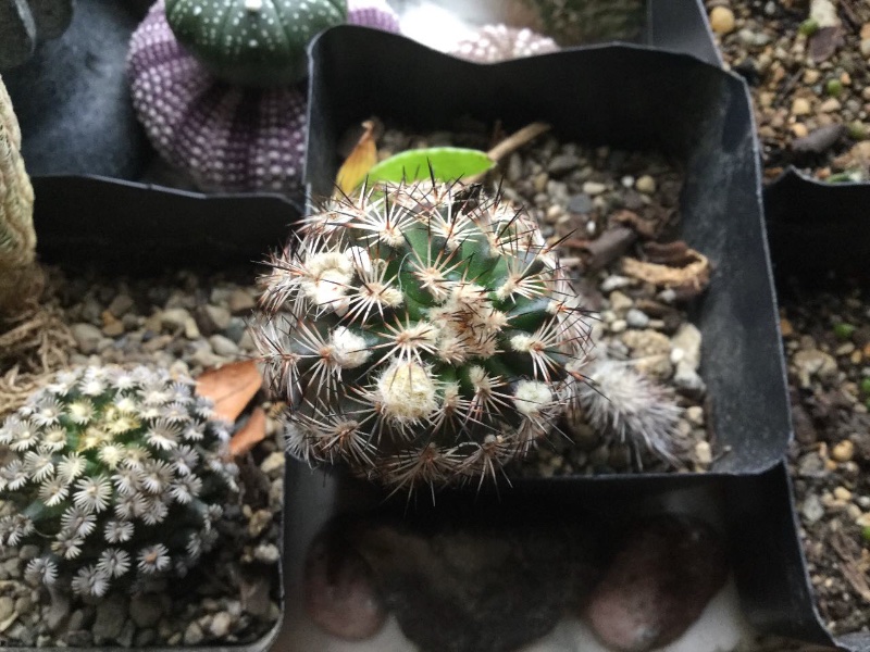 Echinocereus could be reichenbachii var albertii