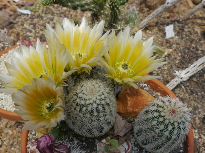 Echinocereus-dasyacanthus-Texas-Rainbow-Cactus3.jpg