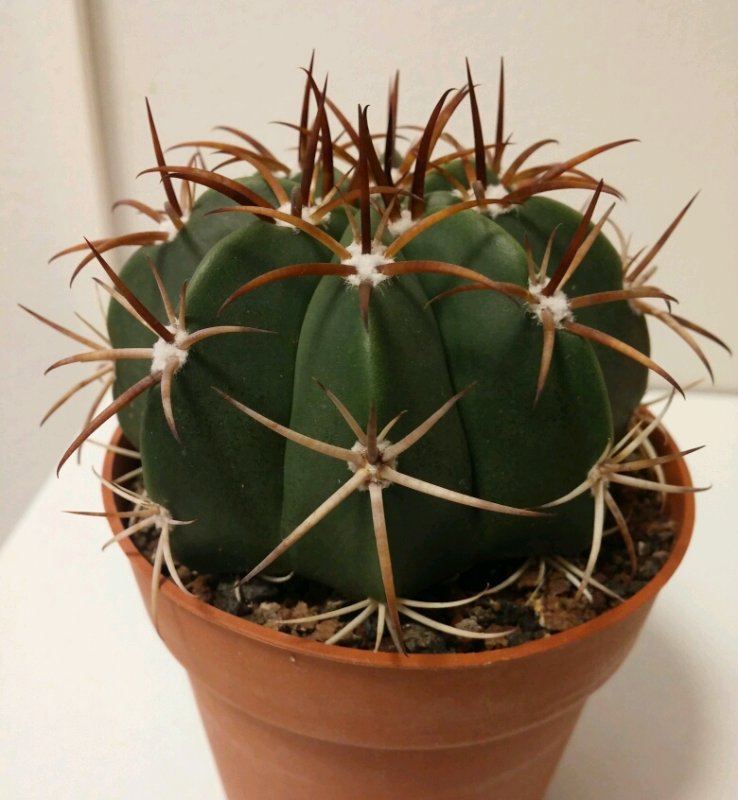 cactus1_crop_780x846.jpg