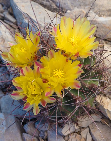 Ferocactus hamatacanthus var. hamatacanthus