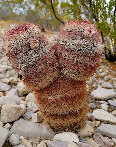 Echinocereus dasyacanthus