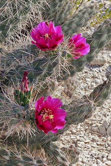 Cylindropuntia imbricata var. argentea