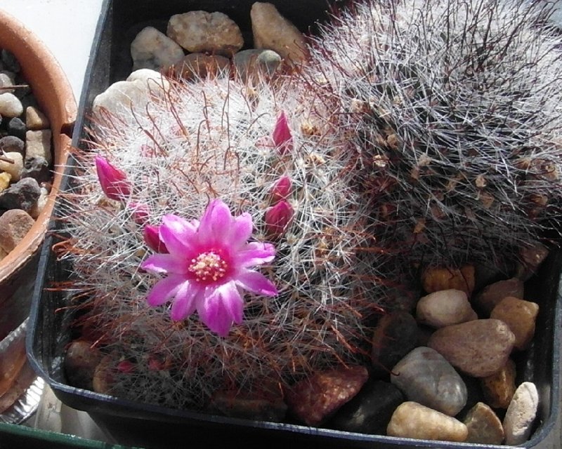 M. zeilmanniana.