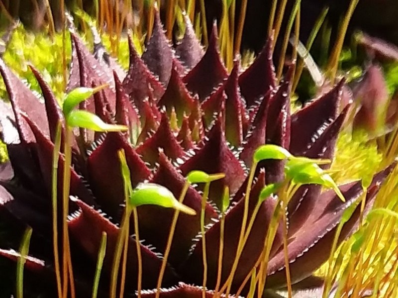 Sempervivum in moss in early spring.jpg