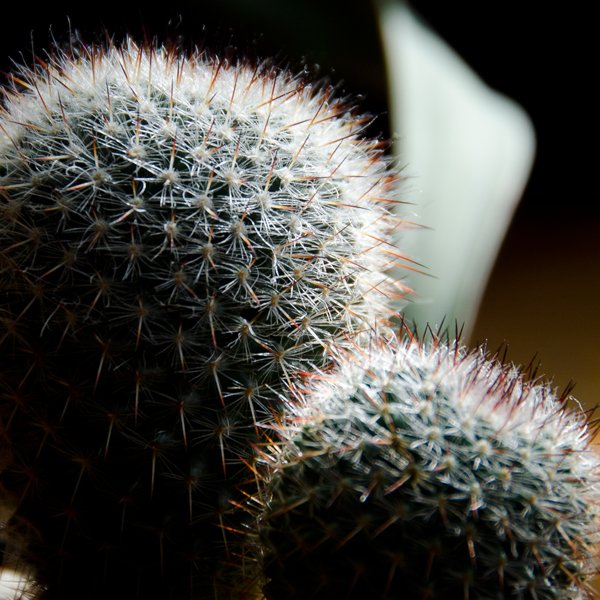 Mammillaria hanihana