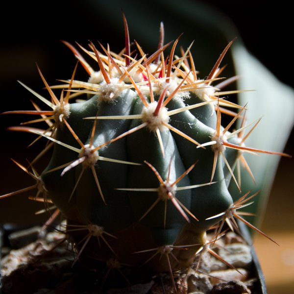 Ferocactus gracilis coloratus