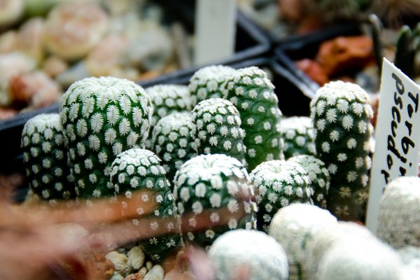 Turbinicarpus pseudopectinatus