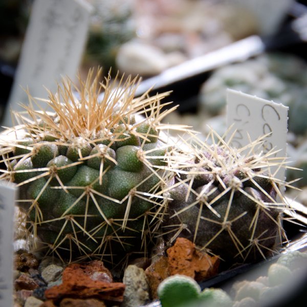 Copiapoa cinerea