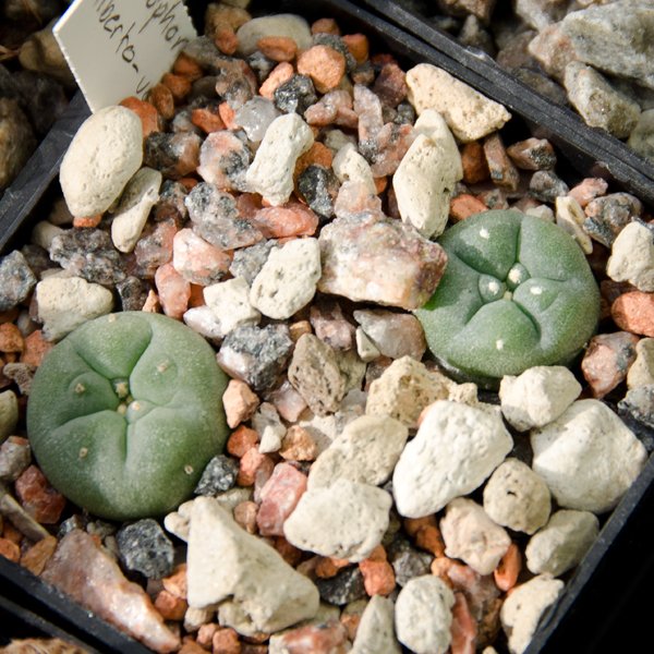 Lophophora alberto-vojtechii