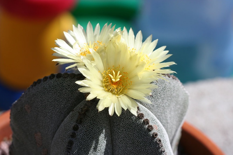 astrophytum myriostigma