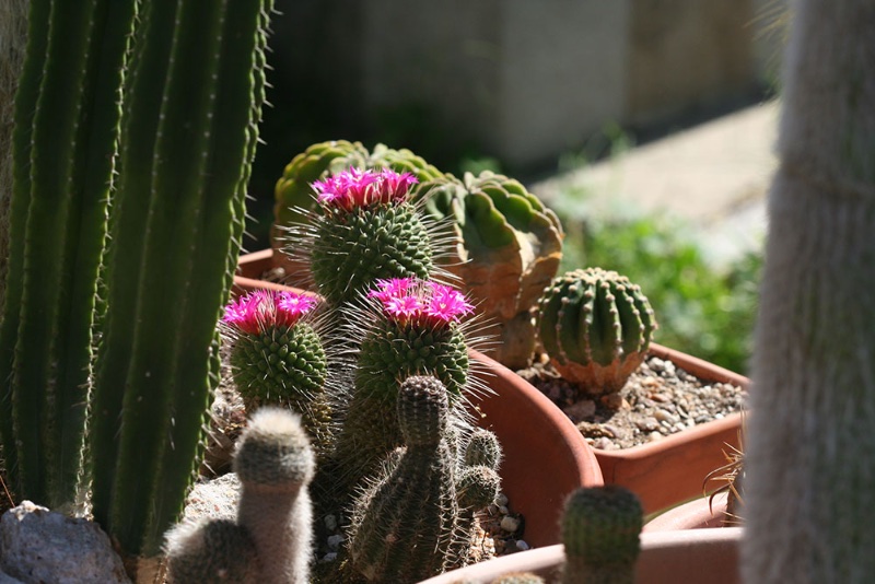 Mammillaria spinosissima cv. Un Pico