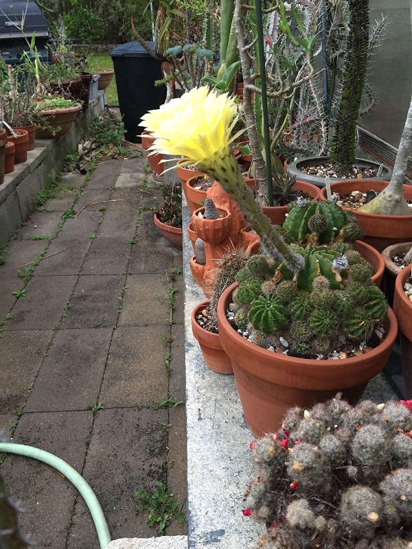 echinopsis