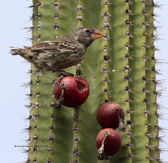 finch_jasminocereus.jpg