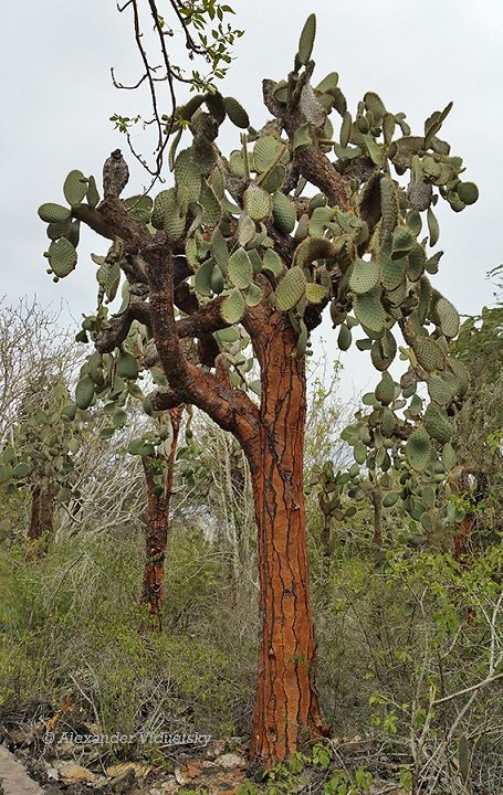 opuntia_echios.jpg