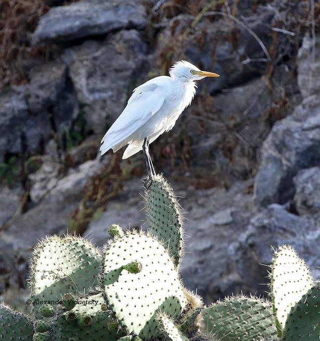 opuntia_galapagoeia.jpg