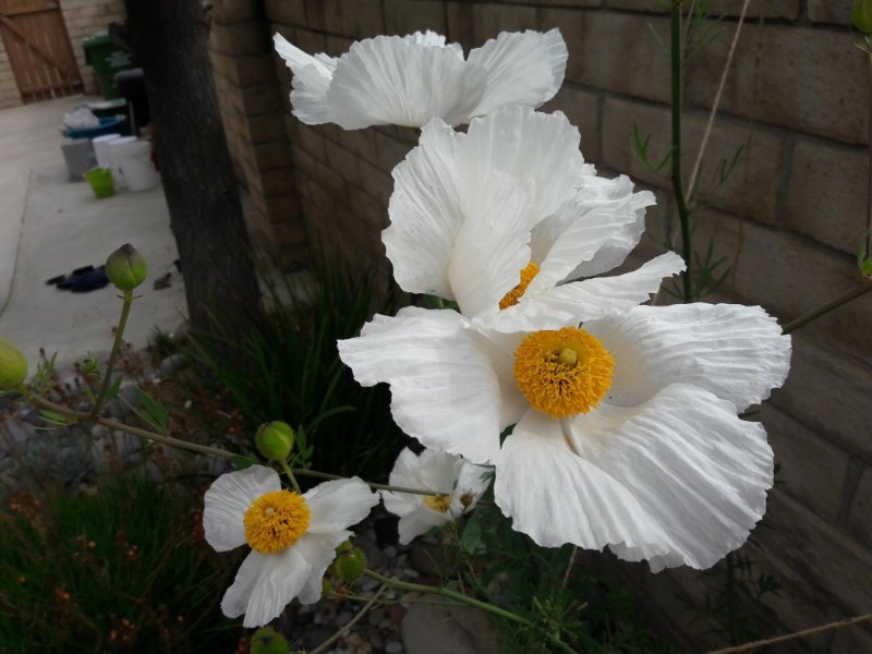 matilija poppy