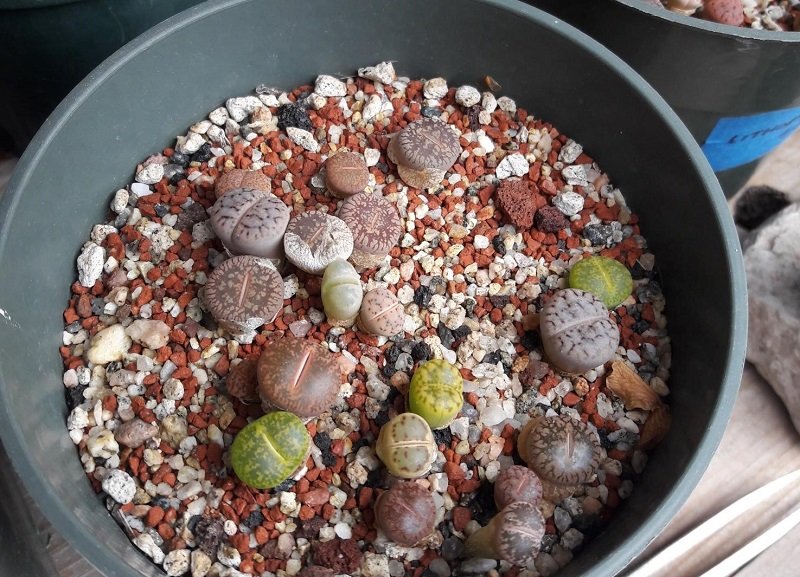 Mixed Lithops