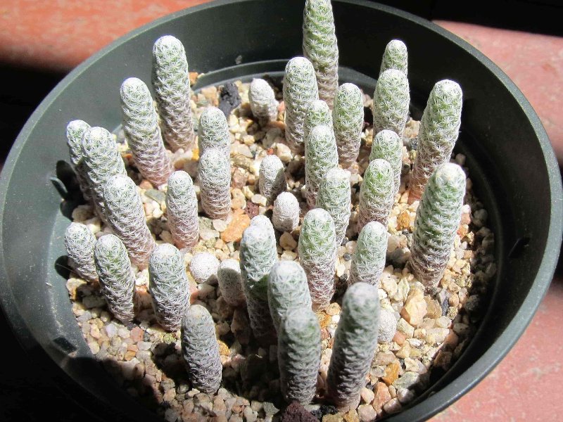 Mammillaria albiflora