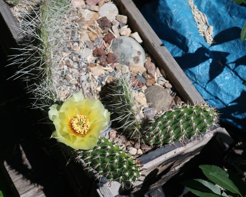 Opuntia polyacantha