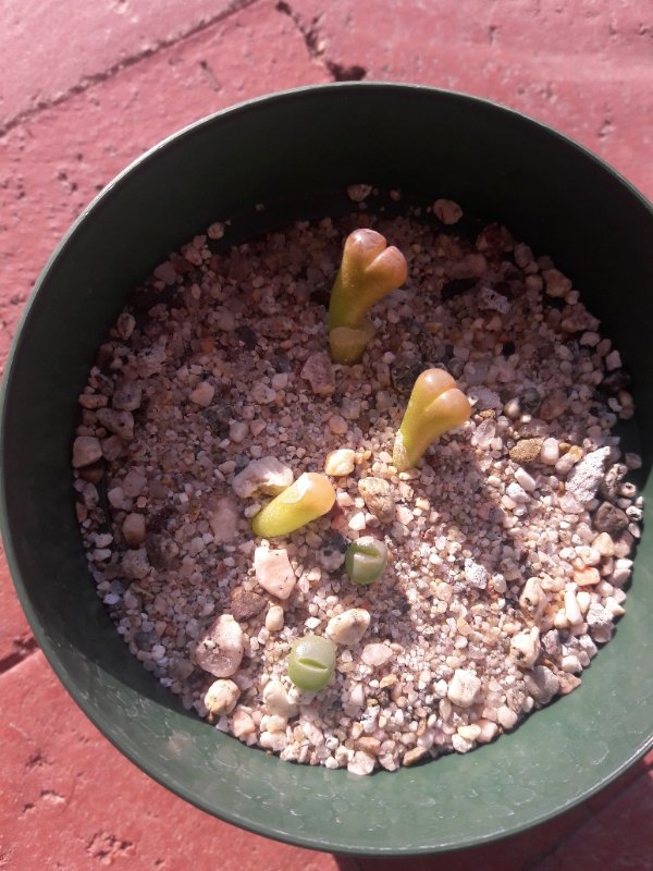 Dinteranthus vanzylii and Lithops
