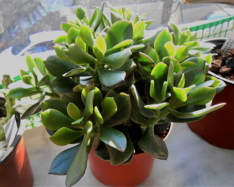 Some kind of Crassula ovata, with a slight variation on the edges of the leaves