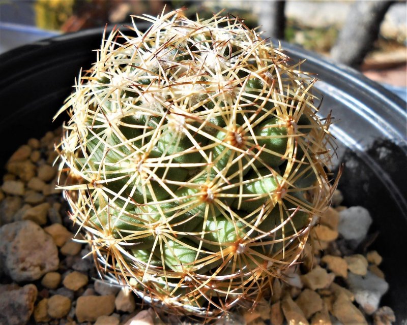 Coryphantha pectinata