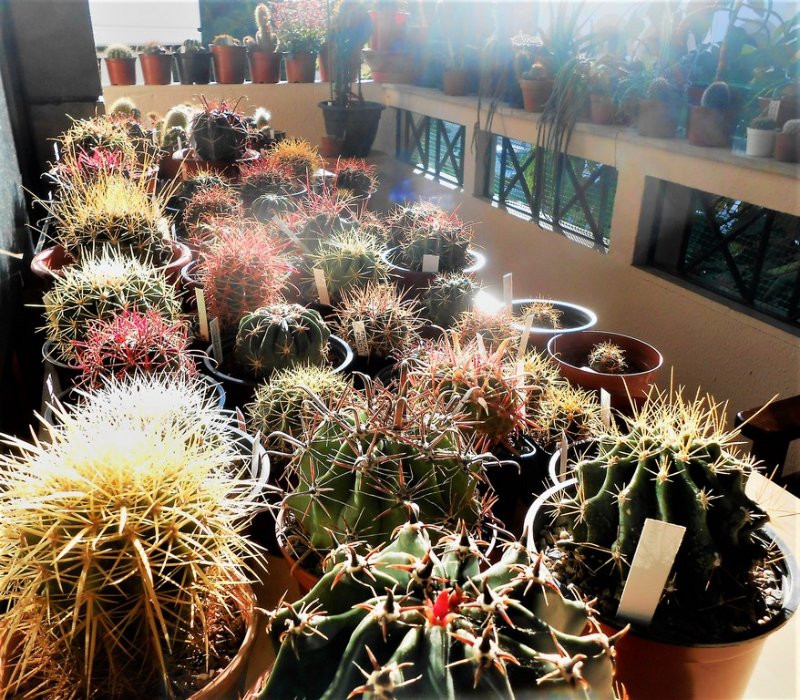 Ferocactus and Echinocactus in the greek sun