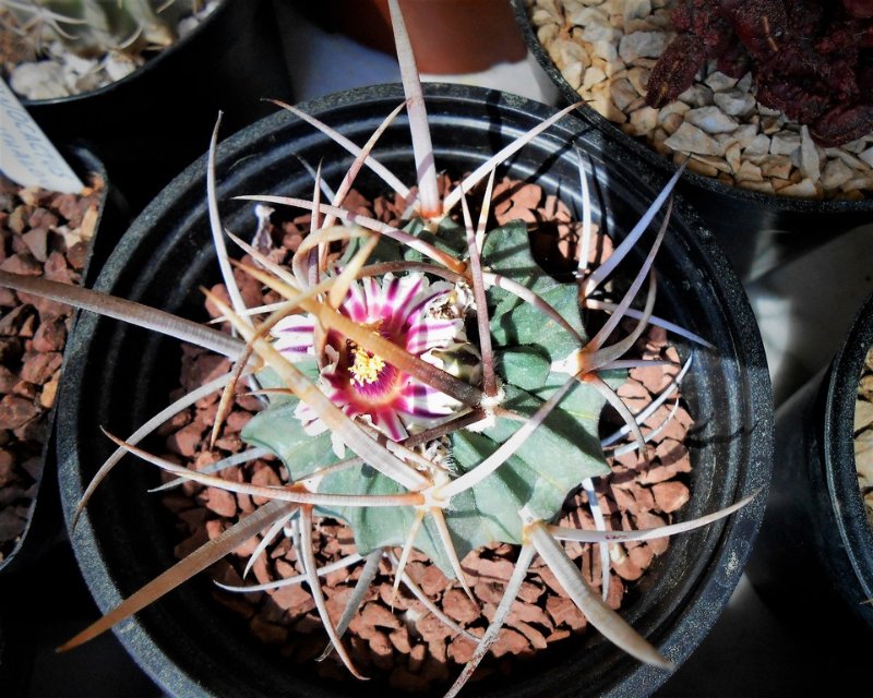 Stenocactus coptogonus, the flower cannot open fully as the spines are so dense