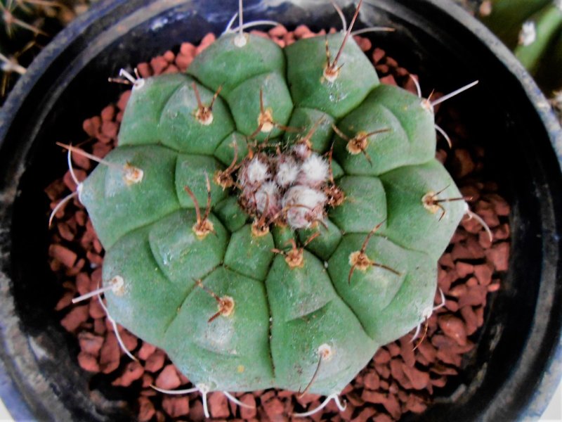 Matucana is a genus which I added to my collection