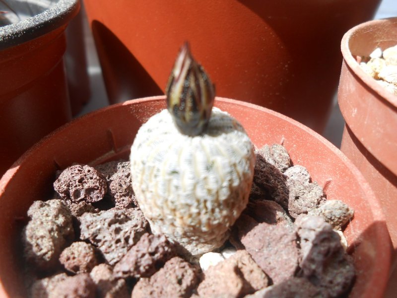 Turbinicarpus pseudopectinatus