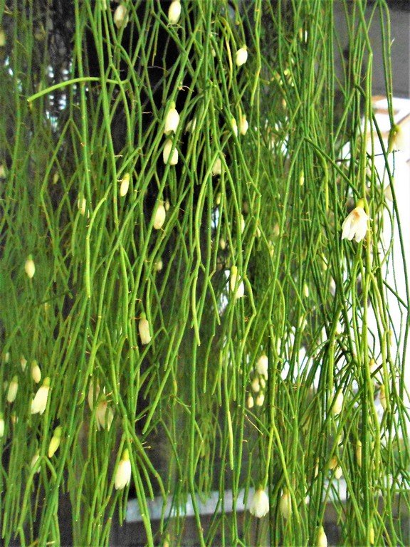 My Rhipsalis cassutha flowered in April