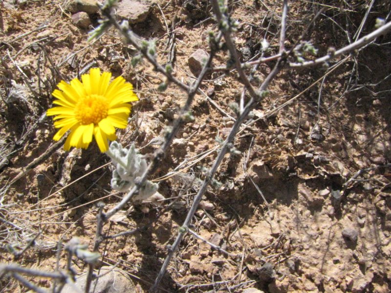 Asteraceae2.JPG