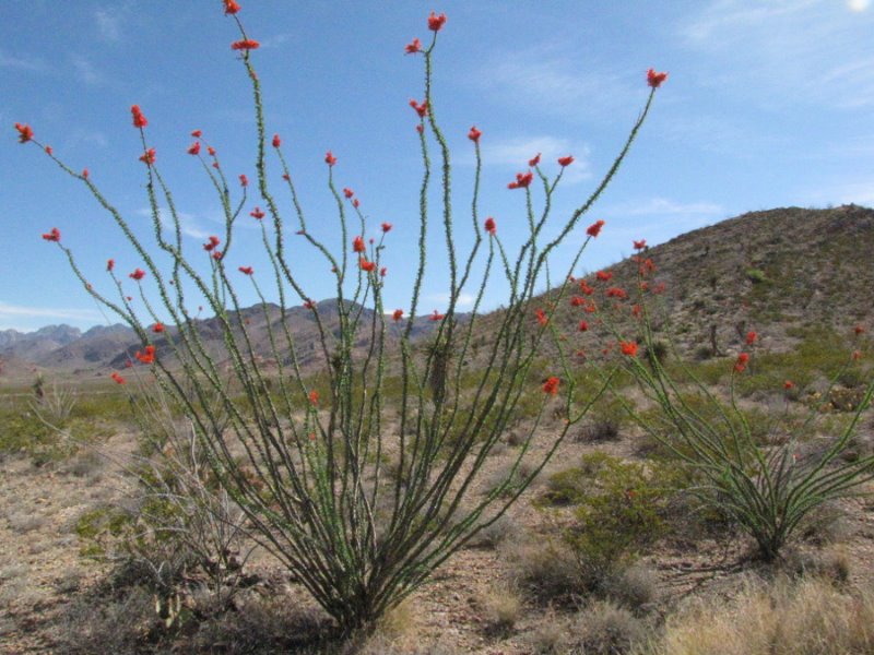 Fouquieria splendens1.JPG