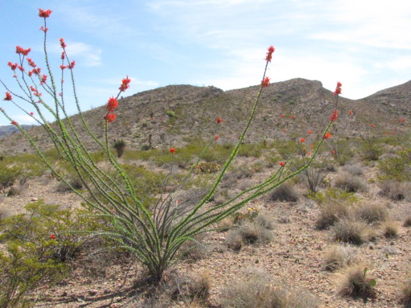 Fouquieria splendens2.JPG