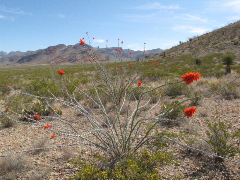 Fouquieria splendens3.JPG