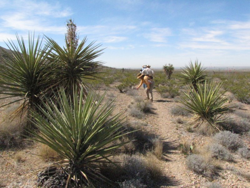 Yucca4.JPG