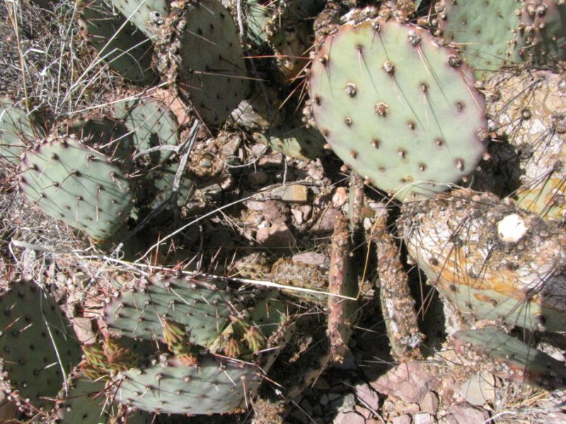 Opuntia3.JPG