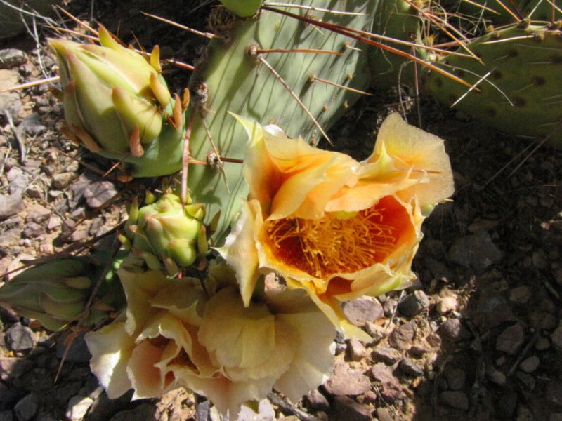 Opuntia5.JPG