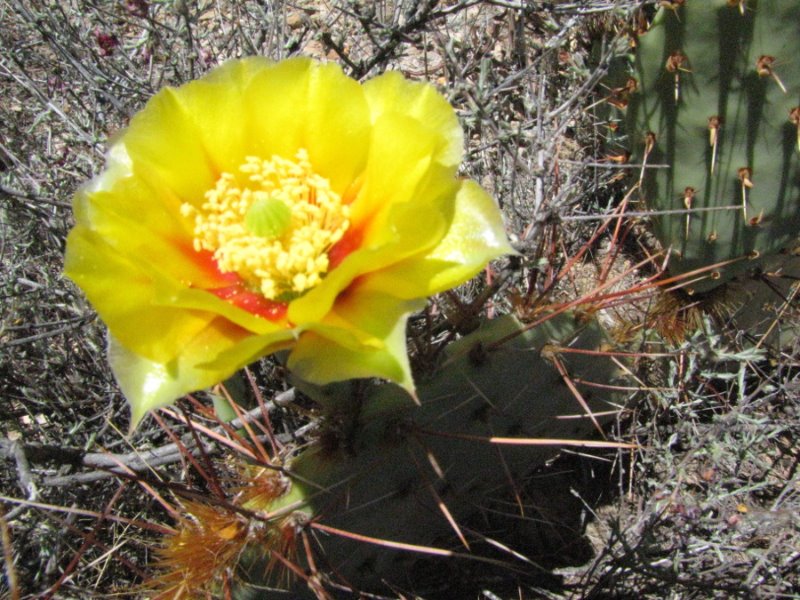 Opuntia9.JPG