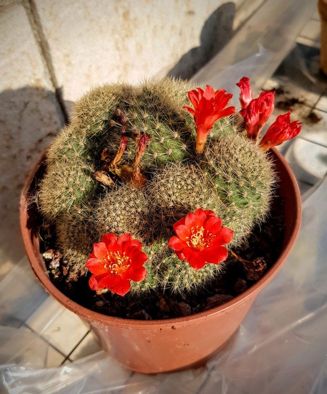 Rebutia albipilosa 001.jpg