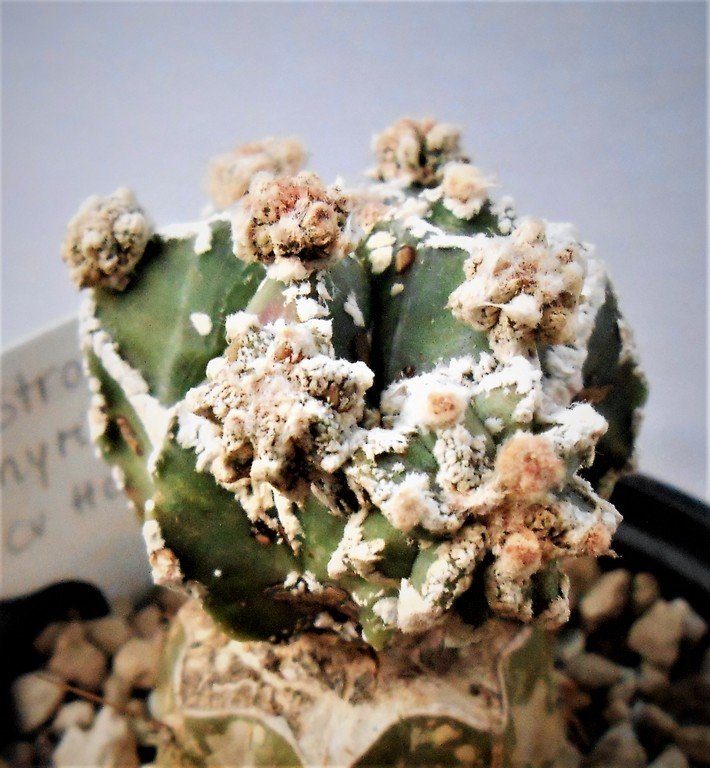 Astrophytum,monstrose form