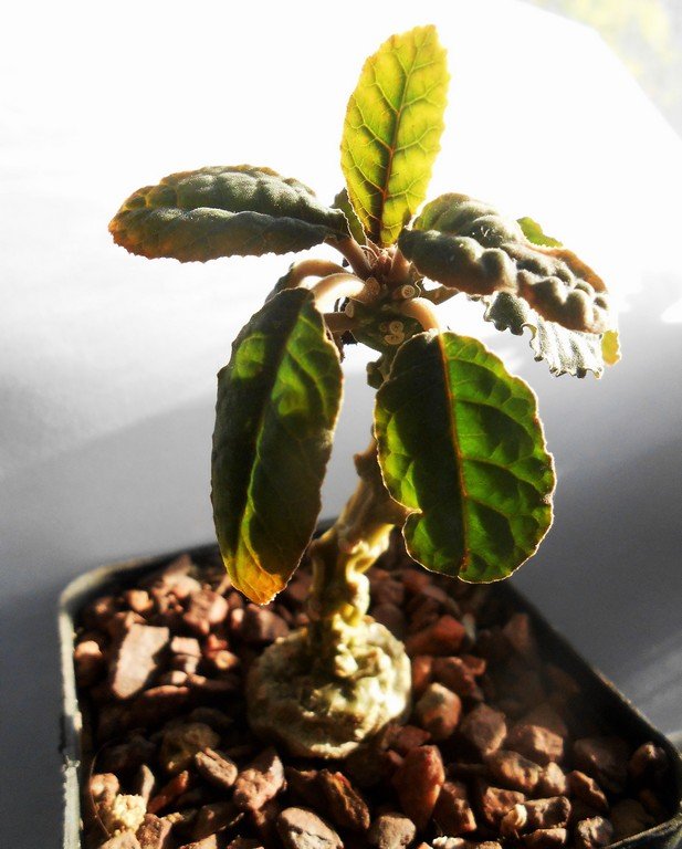 Dorstenia foetida