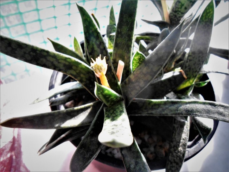 Gasteria liliputana mini, with flowering stem