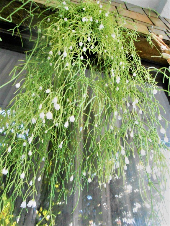 Rhipsalis cassutha, an epiphytic species, gave me a wonderful blooming recently
