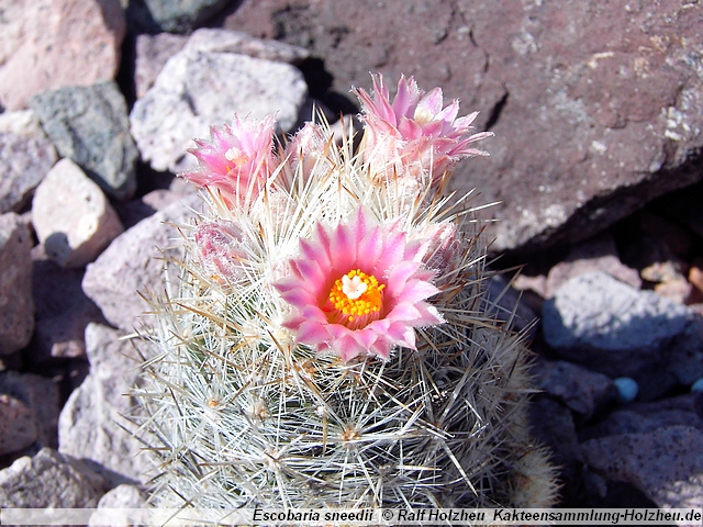 309_Escobaria_sneedii.JPG